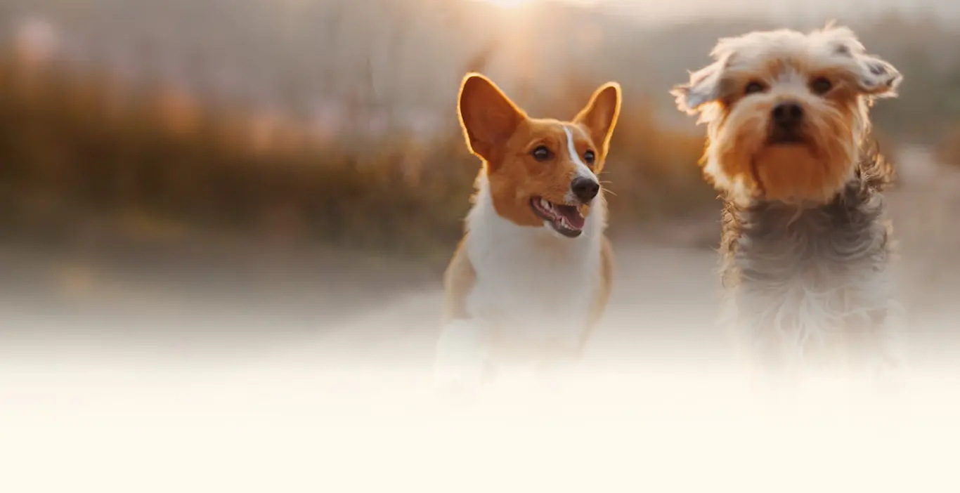 billede af to glade hunde der løber mod kameraet