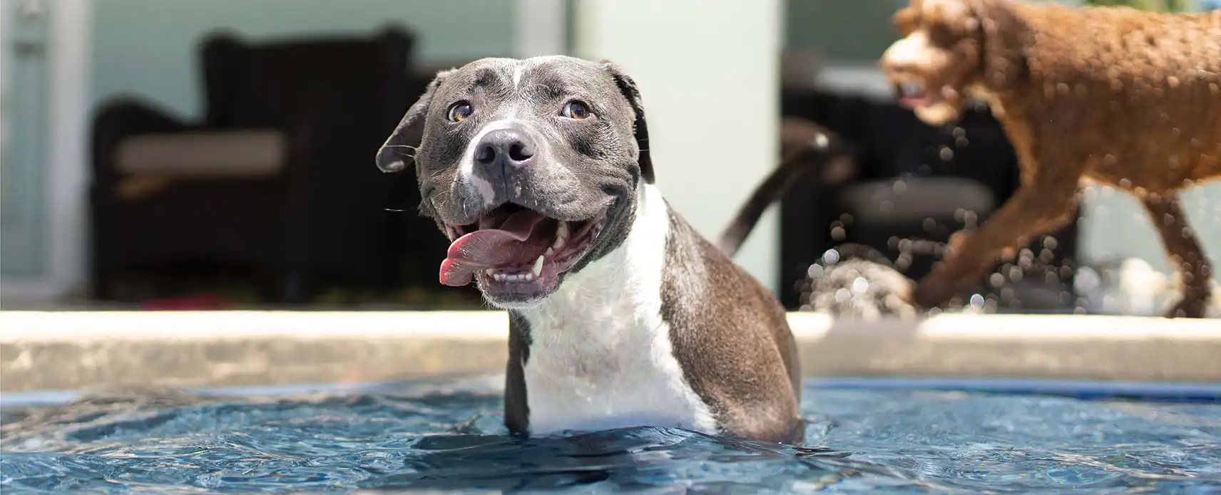 Glad hund i et svømmebassin